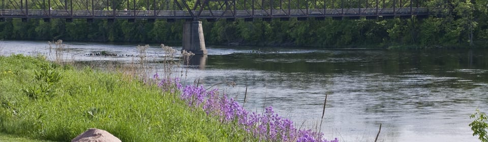 Chippewa River with flowers