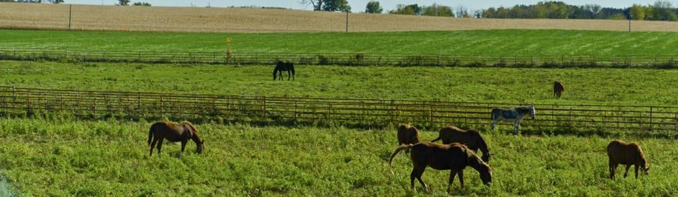 Wisconsin Countryside with horses